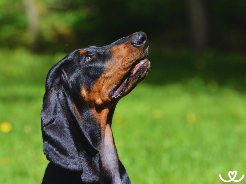 Plemeno-black-and-tan-coonhound (9)